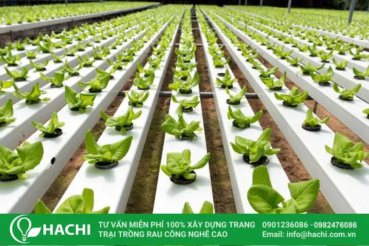 Cách Trồng Rau Thủy Canh Tại Nhà Cho Người Mới: Chọn Hệ Tĩnh Hay Hồi Lưu? Cách Trồng Rau Thủy Canh Tại Nhà Cho Người Mới: Chọn Hệ Tĩnh Hay Hồi Lưu?