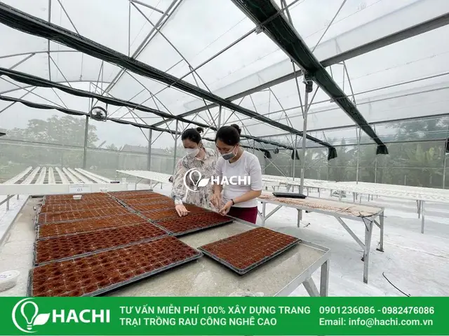 Cách Trồng Rau Thủy Canh Tại Nhà Cho Người Mới: Chọn Hệ Tĩnh Hay Hồi Lưu? Cách Trồng Rau Thủy Canh Tại Nhà Cho Người Mới: Chọn Hệ Tĩnh Hay Hồi Lưu?