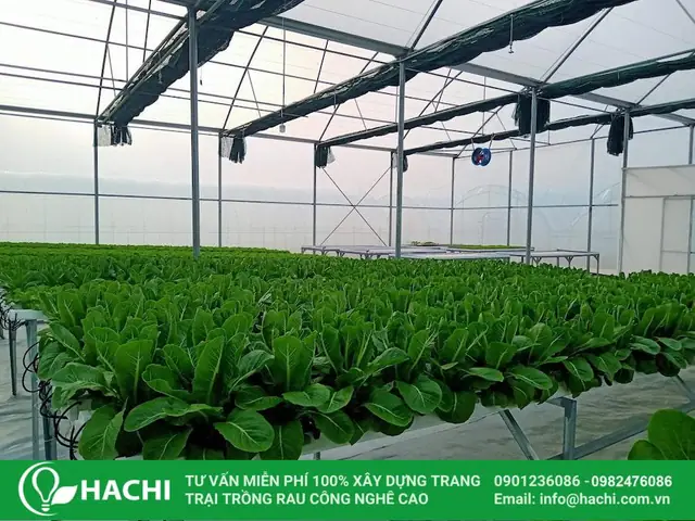 Cách Trồng Rau Thủy Canh Tại Nhà Cho Người Mới: Chọn Hệ Tĩnh Hay Hồi Lưu? Cách Trồng Rau Thủy Canh Tại Nhà Cho Người Mới: Chọn Hệ Tĩnh Hay Hồi Lưu?