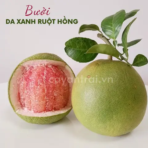 Khoảng Cách Trồng Bưởi Da Xanh Ruột Hồng: Nên Chọn 4 × 4 M Hay 4–5 M × 5–6 M?