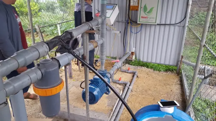 Khoảng Cách Trồng Bưởi Da Xanh Ruột Hồng: Nên Chọn 4 × 4 M Hay 4–5 M × 5–6 M?