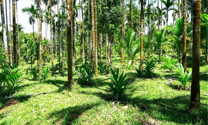 Khoảng Cách Trồng Cau Lùn Bao Nhiêu Mét? Cách Chọn Mật Độ Để Đạt Năng Suất Khoảng Cách Trồng Cau Lùn Bao Nhiêu Mét? Cách Chọn Mật Độ Để Đạt Năng Suất