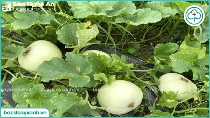 Khoảng Cách Trồng Dưa Lê: Leo Giàn Hay Trồng Bò Nên Cách Nhau Bao Nhiêu?