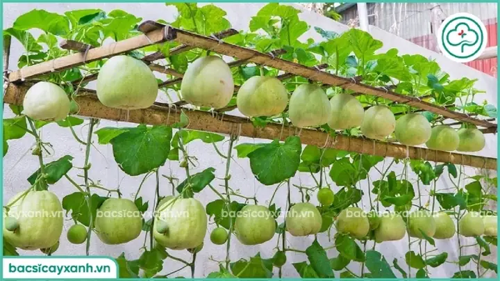 Khoảng Cách Trồng Dưa Lê: Leo Giàn Hay Trồng Bò Nên Cách Nhau Bao Nhiêu?