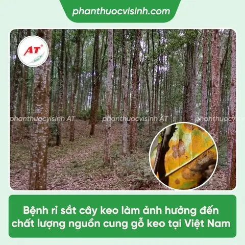 Khoảng Cách Trồng Hồng Xiêm Xoài: 6–8m Giữa Cây, 7–10m Giữa Hàng