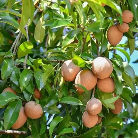 Khoảng Cách Trồng Hồng Xiêm Xoài: 6–8m Giữa Cây, 7–10m Giữa Hàng