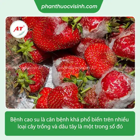 Khoảng Cách Trồng Hồng Xiêm Xoài: 6–8m Giữa Cây, 7–10m Giữa Hàng
