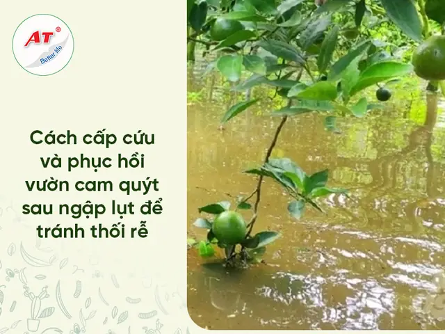 Khoảng Cách Trồng Hồng Xiêm Xoài: 6–8m Giữa Cây, 7–10m Giữa Hàng