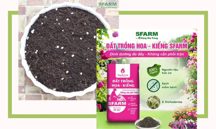 Khoảng Cách Trồng Mai Vàng Chuẩn: Bao Nhiêu Mét Và Chọn Thế Nào?