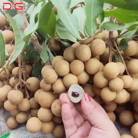 Khoảng Cách Trồng Nhãn Hương Chi Bao Nhiêu Để Đạt Năng Suất Cao?