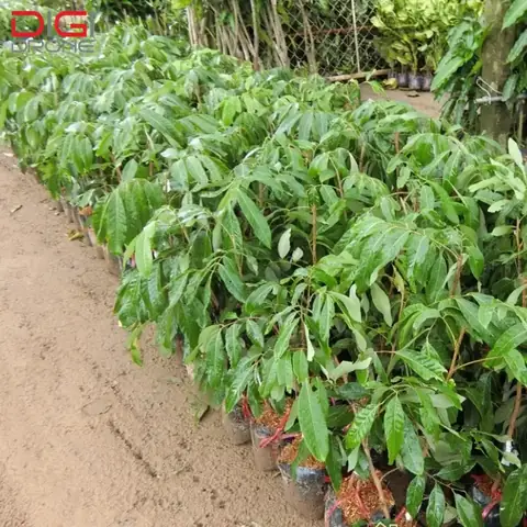 Khoảng Cách Trồng Nhãn Hương Chi Bao Nhiêu Để Đạt Năng Suất Cao?