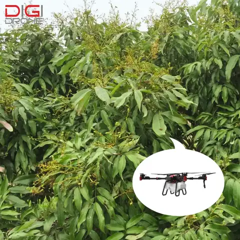 Khoảng Cách Trồng Nhãn Hương Chi Bao Nhiêu Để Đạt Năng Suất Cao?