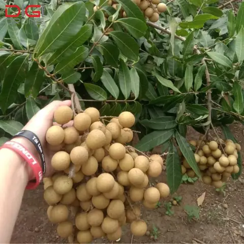 Khoảng Cách Trồng Nhãn Hương Chi Bao Nhiêu Để Đạt Năng Suất Cao?