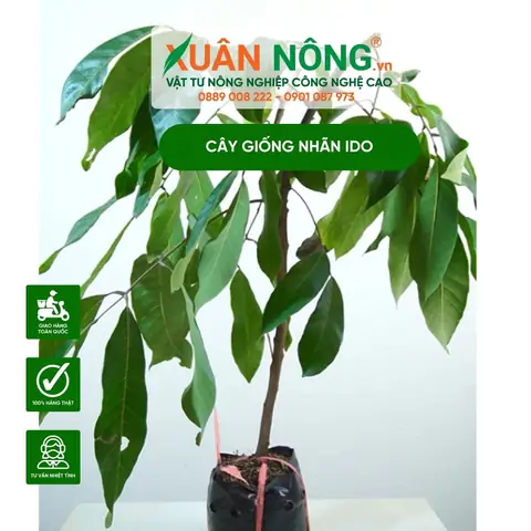 Chọn Khoảng Cách Trồng Nhãn IDO: 6×5m, 6×6m Hay 4–5m? Chọn Khoảng Cách Trồng Nhãn IDO: 6×5m, 6×6m Hay 4–5m?