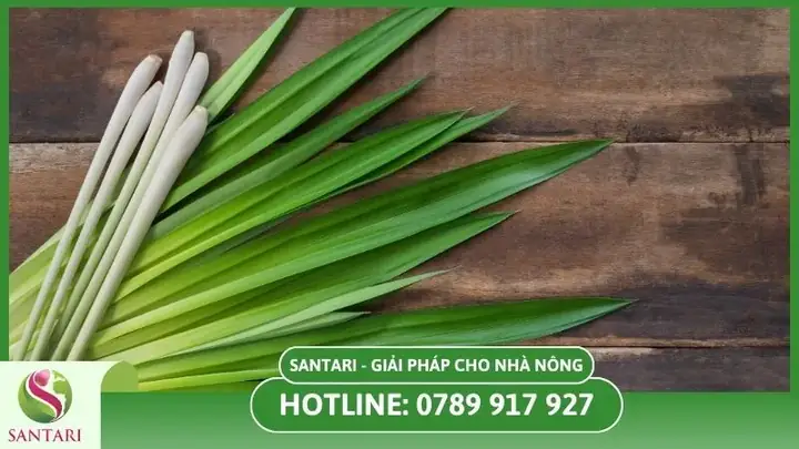 Khoảng Cách Trồng Sả Bao Nhiêu? Chọn Mật Độ Để Nở Bụi Nhanh Khoảng Cách Trồng Sả Bao Nhiêu? Chọn Mật Độ Để Nở Bụi Nhanh