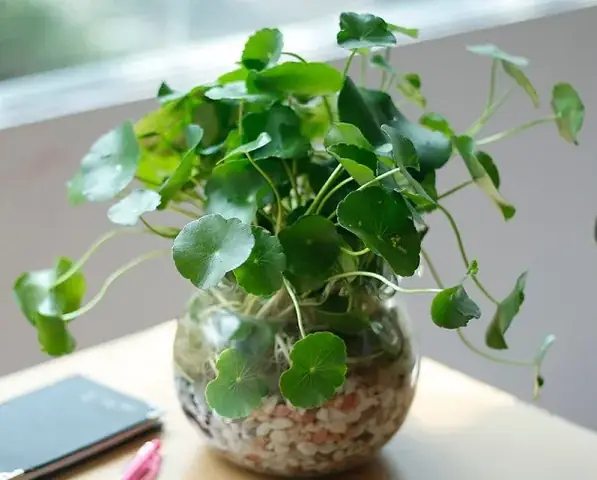 Cách Trồng Cỏ May Mắn Đúng Cách Từ Hạt: Hạt Thanh Long Có Dùng Được Không?
