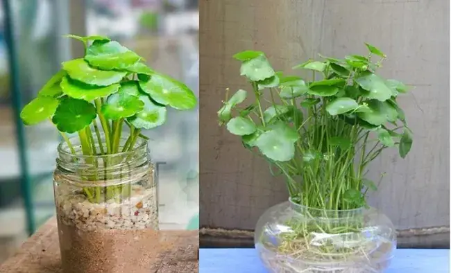 Cách Trồng Cỏ May Mắn Đúng Cách Từ Hạt: Hạt Thanh Long Có Dùng Được Không?