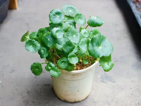 Cách Trồng Cỏ May Mắn Đúng Cách Từ Hạt: Hạt Thanh Long Có Dùng Được Không?